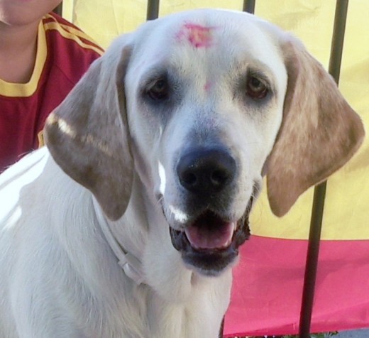 linda pintada .el dia que españa gano el mundial 2010 linda pintada .el dia que españa gano el mundial 2010